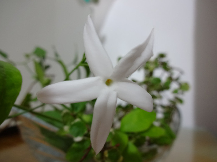 DSC00452 - Jasminum