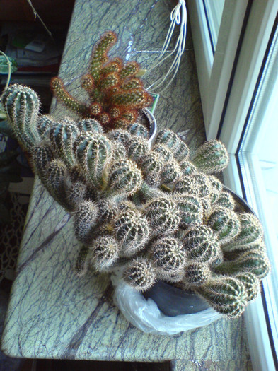 Cactusii lui Dragos; 21 ocy 2012
