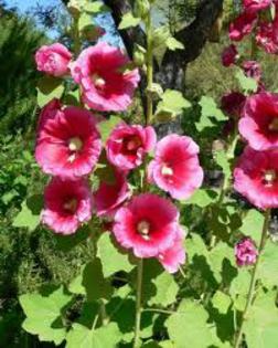 nalba mare roz am seminte din aceasta planta - Floricele de gradina