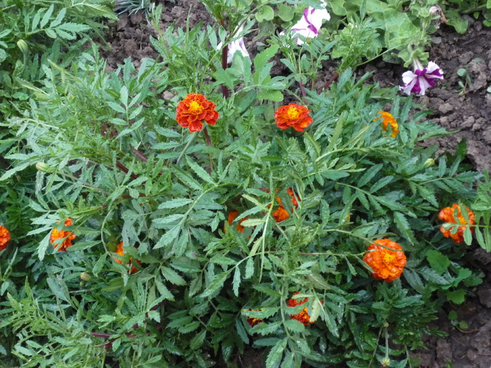 craite pitici am seminte din acesta planta - Floricele de gradina