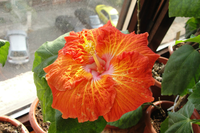 hibiscus Vermillion Queen