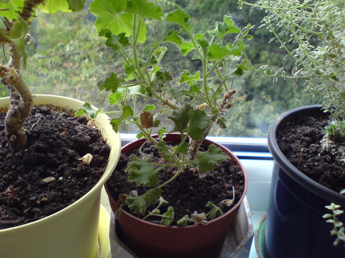 parfumata "Queen of Lemon"; vara 2012 Pelargonium citrosum
