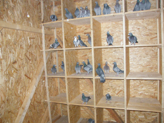 DSCF2555 - 1-1 noua crescatorie