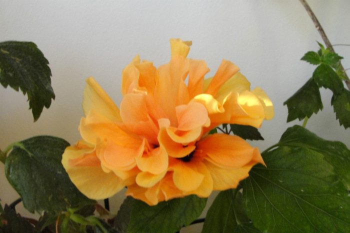 hibiscus cais batut
