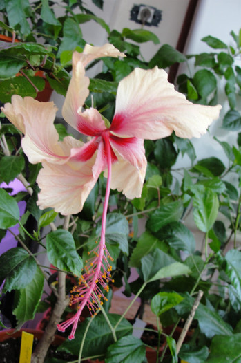 hibisccus Rowena's Weeding