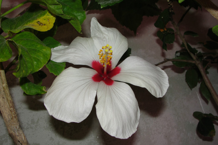 hibiscus Ibiza
