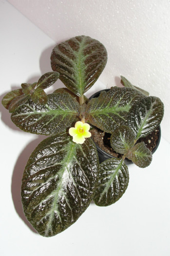 episcia Sun Gold - Episcia cu floare galbena