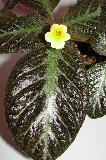  - Episcia cu floare galbena