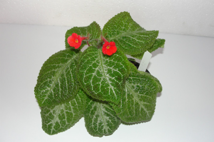 episcia Tricolor - Episcia T