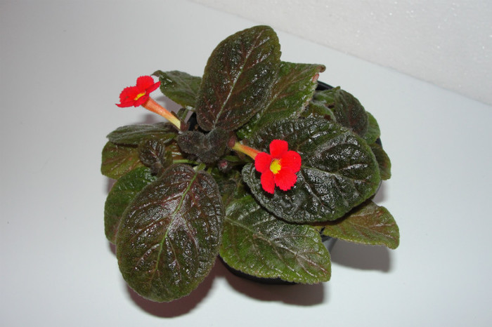 episcia Corduray