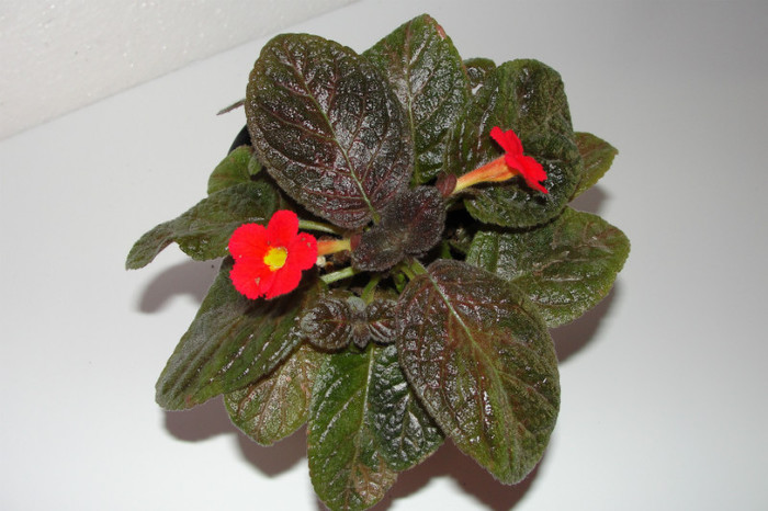 DSC06370 - Episcia C