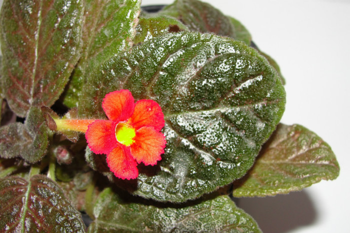  - Episcia C