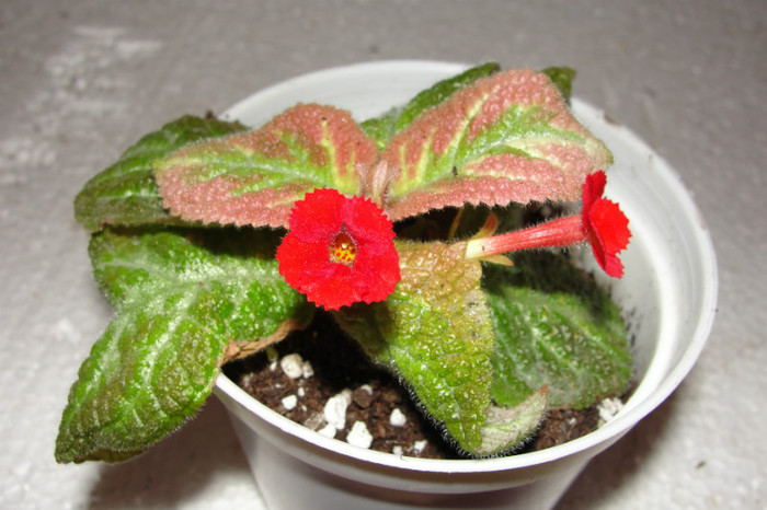 episcia Pink Satin
