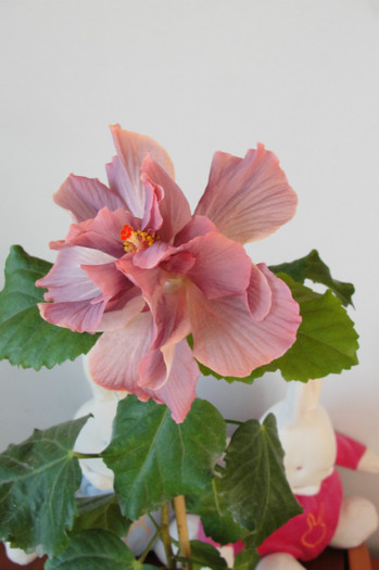 hibiscus Linda Pearl