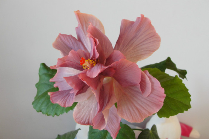 hibiscus Linda Pearl