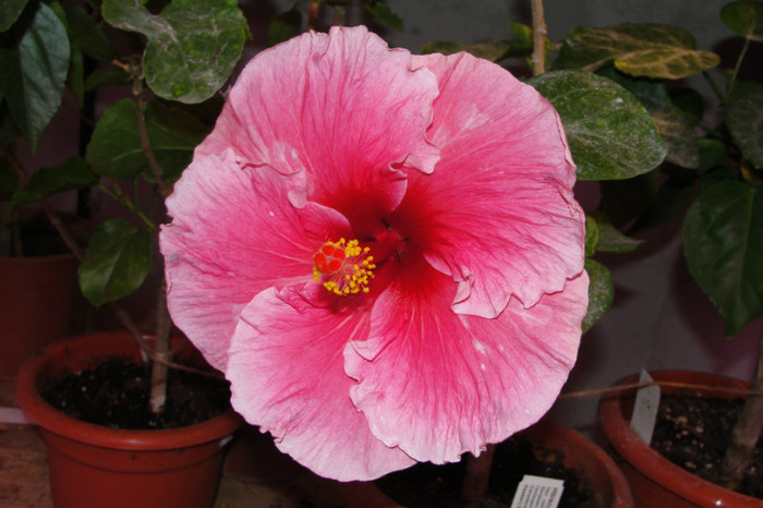 hibiscus Day Break -18.10.12