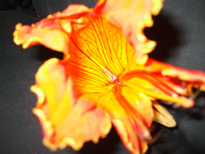 DSCF3999 - 2011 MEXIC