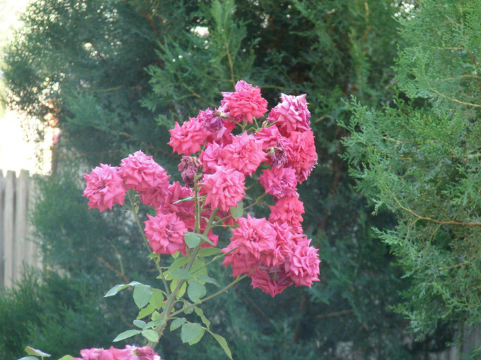 2390424410101258544pHhWhE_fs