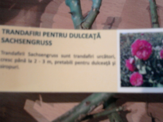 Fotografie1587 - achizitii de trandafiri pt toamna 2012