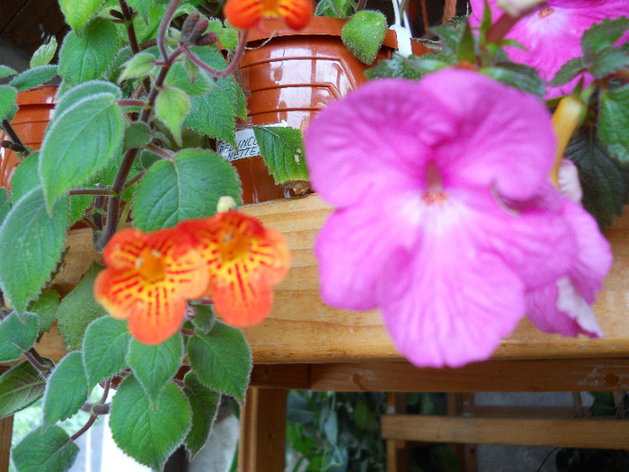 DSCN2675 - ACHIMENES 2012