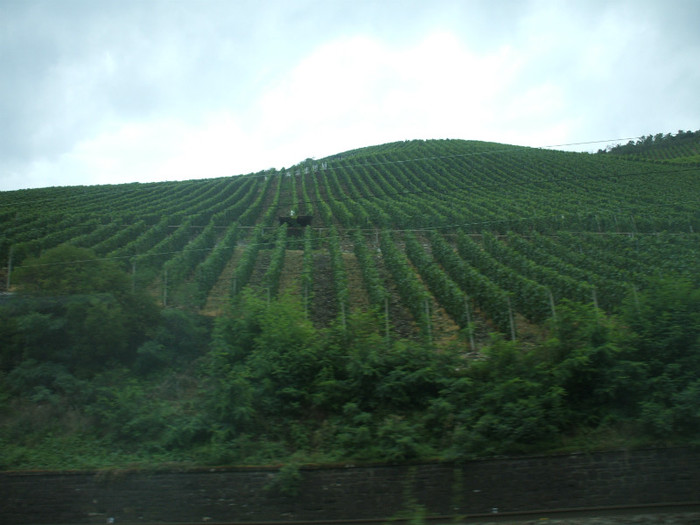 DSCF2605 - 2010 ANGLIA-SCOTIA