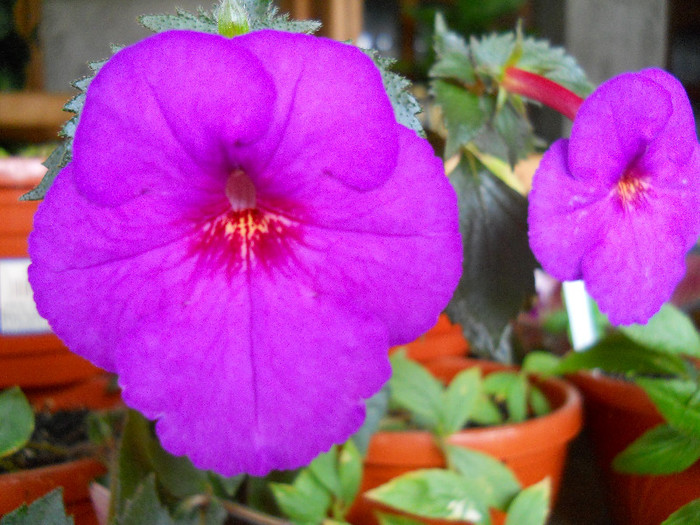 DSCN2676 - ACHIMENES 2012