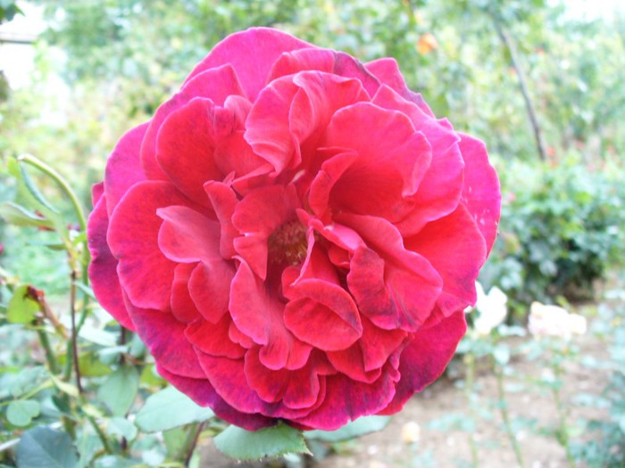 Velvet Fragrance - Fryer Roses