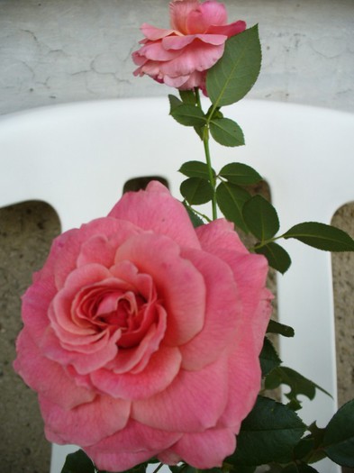 Tickled Pink - Fryer Roses