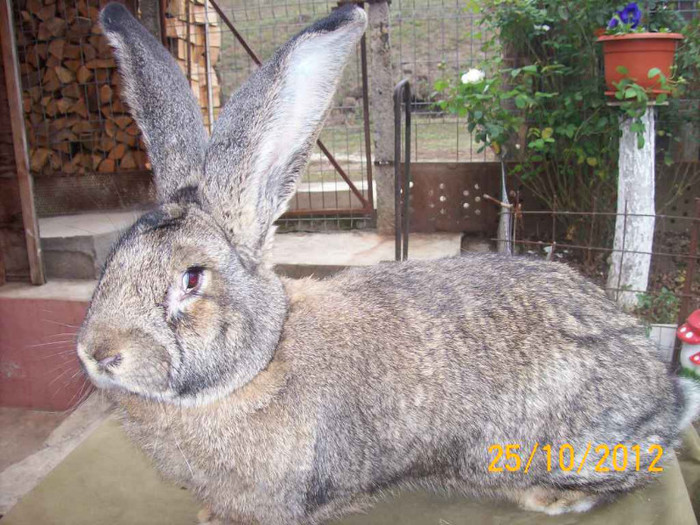 FEM DIN FEBRUARIE 2012