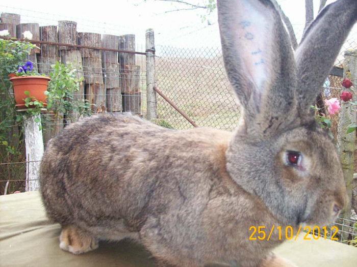 FEMELA NR 2 TOT DIN FEBRUARIE 2012