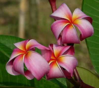 Apricotlocks - 2012-PLUMERIA-SEMINTE