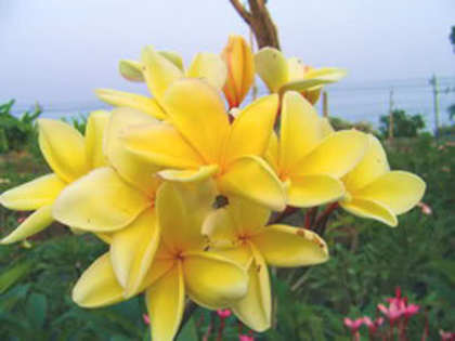 AttackGold - 2012-PLUMERIA-SEMINTE