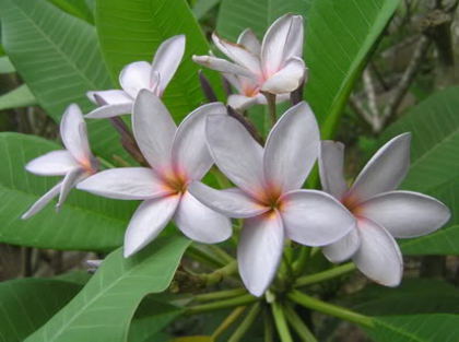 Lilac Cloud - 2012-PLUMERIA-SEMINTE