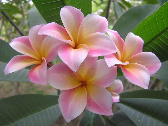 Mardigras - 2012-PLUMERIA-SEMINTE