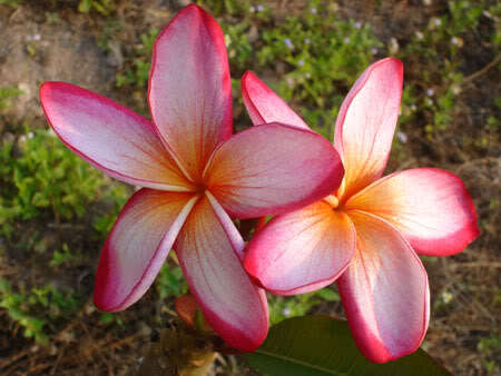 Prakaisad - 2012-PLUMERIA-SEMINTE