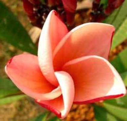 Salmonpink - 2012-PLUMERIA-SEMINTE