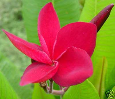 Tahitianred - 2012-PLUMERIA-SEMINTE