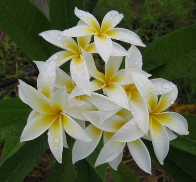 Whitestarfish - 2012-PLUMERIA-SEMINTE