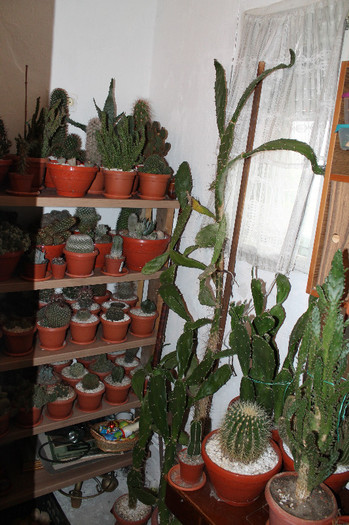 cactusi la iernat 002 - cactusi si suculente la iernat