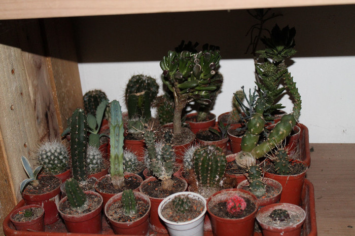 cactusi la iernat 003