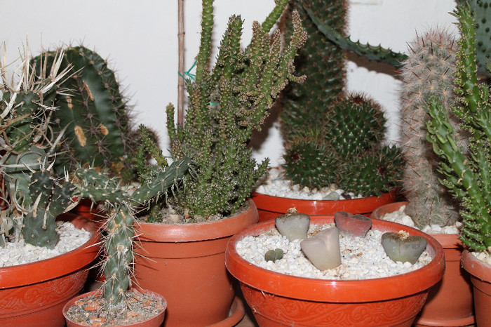 cactusi la iernat 004