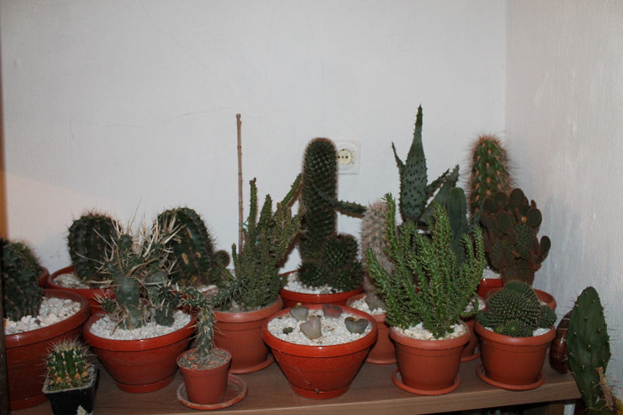cactusi la iernat 005 - cactusi si suculente la iernat