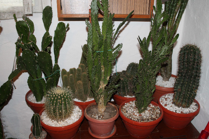 cactusi la iernat 006 - cactusi si suculente la iernat