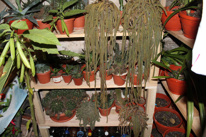 cactusi la iernat 010