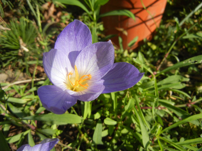 Crocus speciosus (2012, October 26)