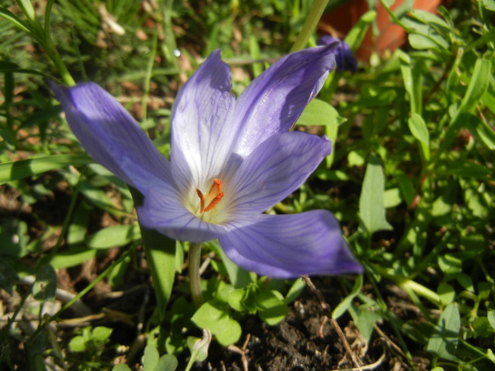 Crocus speciosus (2012, October 26)