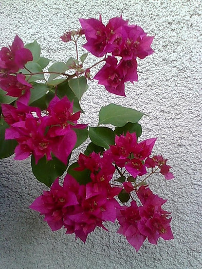 MAHARA RED -50 - Bougainvillia