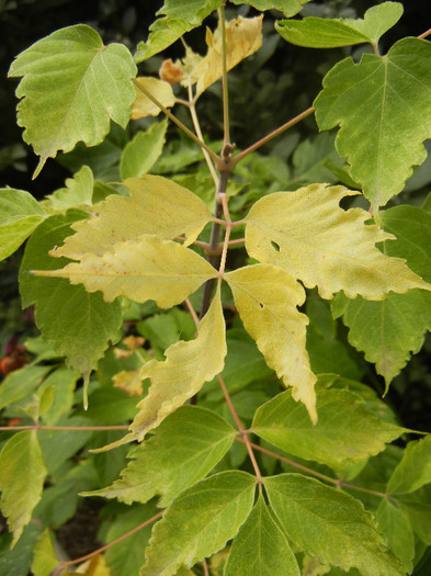 Autumn Colors (2012, October 21)