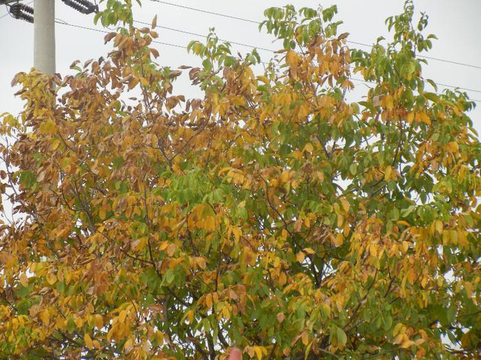 Autumn Colors (2012, October 21)