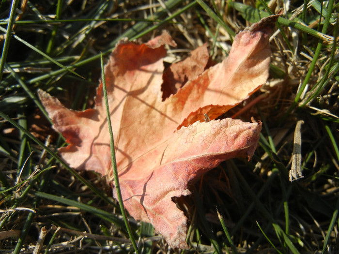 Autumn Colors (2012, October 26)